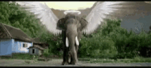 Elephant Angel GIF - Elephant Angel GIFs