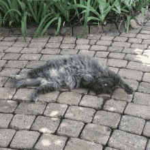 Cat Lying Down GIF - Cat Lying Down Cute GIFs