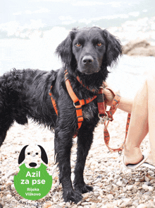 a black dog is standing on a rocky beach next to a person