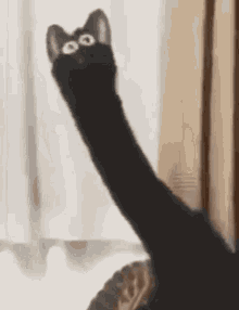Blackcat Memecat GIF - Blackcat Memecat Cat GIFs
