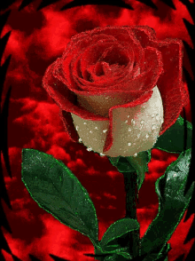 red rose love rose