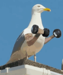 Seagull Mouette GIF