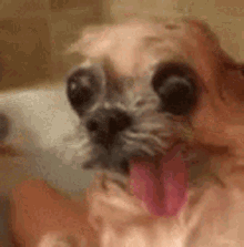 Uglydog GIF - Uglydog Ugly Dog GIFs