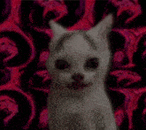 Giygas Cat GIF - Giygas Cat Giygas Cat GIFs