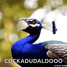 Peacock Scream GIF