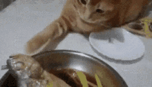 Toucha Fish GIF - Toucha Fish Cat GIFs