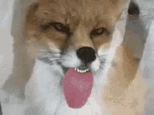 Fox Lick GIF - Fox Lick Firefox Has Stopped Working GIFs