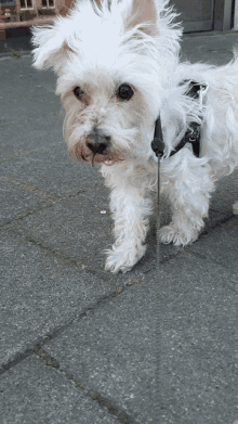 dog cute forward leash walk