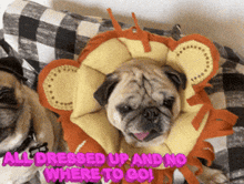 Cute Pug Dog GIF - Cute Pug Dog Pugs GIFs