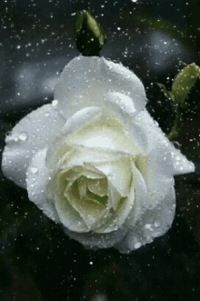 white57 white rose rosewh57 rose glitwhite rose spark