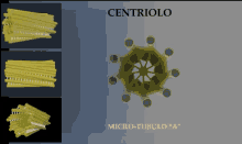 Centriolo GIF - Centriolo GIFs
