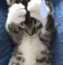 a kitten is laying on its back on a blue blanket and holding a toy in its paws .