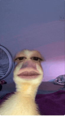 a close up of a duck 's face with a white fan in the background