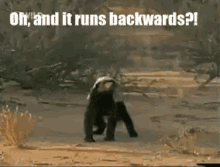 Honeybadger Running Backwards GIF - Honeybadger Badger Running Backwards GIFs