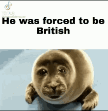 He Was Forced Sad Seal GIF - He Was Forced Sad Seal British GIFs