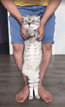 Cat Dance GIF - Cat Dance Belly GIFs