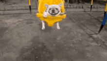 Swinging Dog GIF - Swing Dog Happy GIFs
