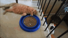 Roulette Cat GIF - Roulette Cat Funny GIFs