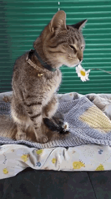 Bubba Flower GIF - Bubba Flower Cute Cat GIFs