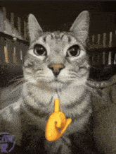 a cat holding a yellow finger in its mouth