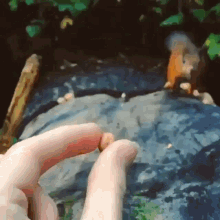 Cute Squirrel GIF