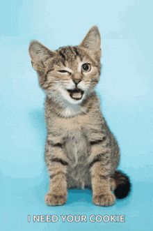 a kitten is sitting on a blue background with the words " i need your cookie " above it