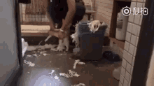 Cat Trash GIF - Cat Trash Education GIFs