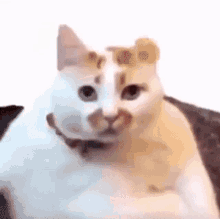 Jungkook Get Real GIF - Jungkook Get Real Cat GIFs