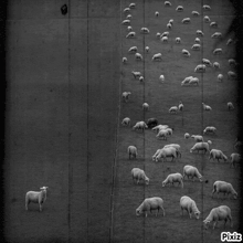 a black and white photo of a herd of sheep with pixiz written at the bottom