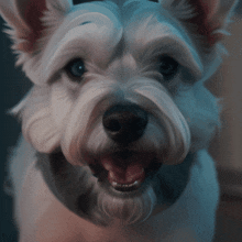 Old Dirty White Terrier GIF - Old Dirty White Terrier GIFs