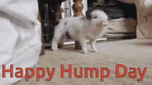 Happy Hump Day Twerk GIF - Happy Hump Day Twerk Pig GIFs