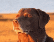 a close up of a brown dog 's face with its eyes closed in a field .