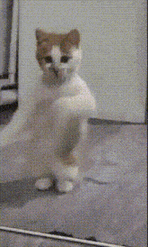 Cat Meme Cat Dancing GIF