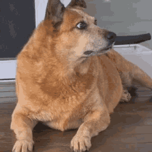 a brown dog is laying down on the floor and looking at the camera