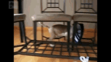 a cat is playing under a chair with a bottle of water on the floor
