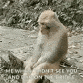 a monkey is sitting on a rock in the woods and looking at the camera .