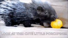 Shummer Baby_porcupine GIF - Shummer Baby_porcupine Porcupine GIFs