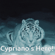 Caroline Cypriano GIF - Caroline Cypriano Cypriano3 GIFs