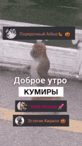 a cat standing on its hind legs with the words " доброе утро " on the top