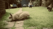 Funny Animals Rabbit GIF - Funny Animals Rabbit Cat GIFs