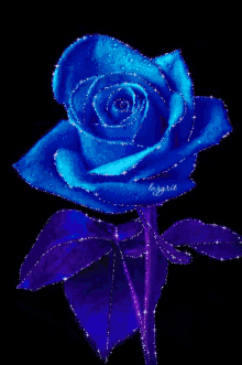 Blue Rose Flower GIF - Blue Rose Flower Rose GIFs
