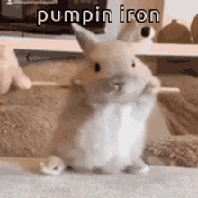 animals with captions pumpin iron funny bunny cute bunny baby bunny