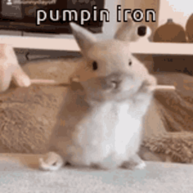 Animals With Captions Pumpin Iron GIF - Animals With Captions Pumpin Iron Funny  Bunny - Discover & Share GIFs