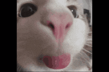 Cute Cat GIF - Cute Cat Face GIFs