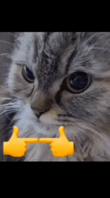 Uwu Cat Flip Cat Flipping Off GIF - Uwu Cat Flip Cat Flip Cat Flipping Off GIFs