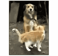 Dog Cat Hug GIF - Cat Dog Aww GIFs