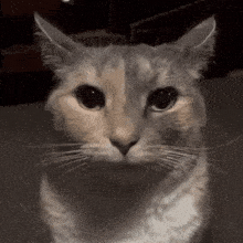 Cat Destare Despair Cat GIF