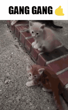 Katinas Cat GIF - Katinas Cat Gang GIFs