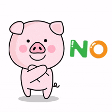 pig no