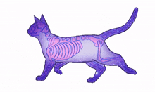 cat skeleton walk animation stars twilight